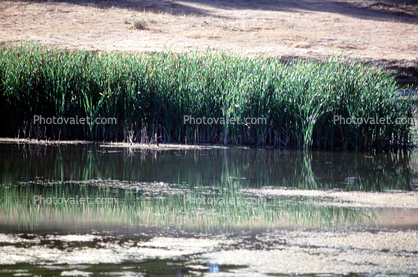 Bullfrog Pond, reeds, wetlands
