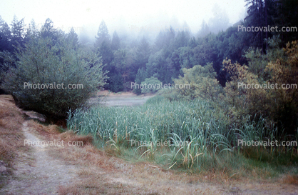 Bullfrog Pond, fog, misty, path, hobbit path