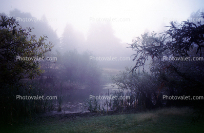 Bullfrog Pond, fog