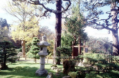 Tree, Stone Lantern, Japanese Garden