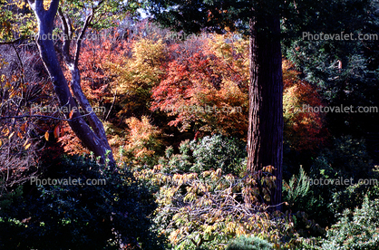 Tree, deciduous forest, autumn, fall colors