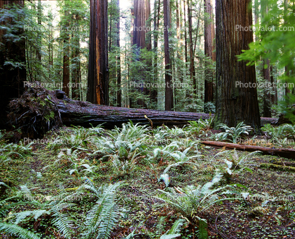 Ferns, Redwood Forest, fallen tree, decay