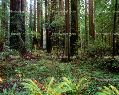 Ferns, Redwood Forest, forest floor