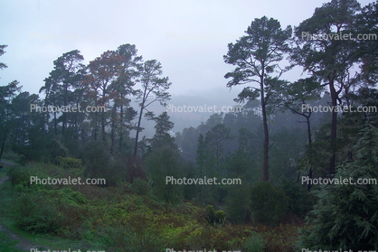Fog, Trees, Cambria, San Luis Obispo County