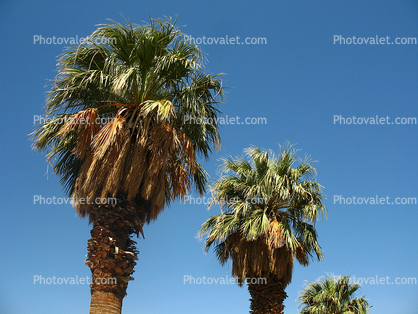 Palm Trees