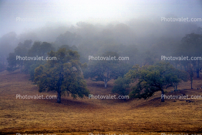 Fog, Summer, San Luis Obispo