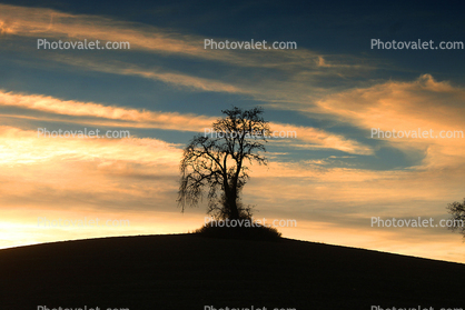 Bare Tree, sunset, Paso Robles, Vineyard Road