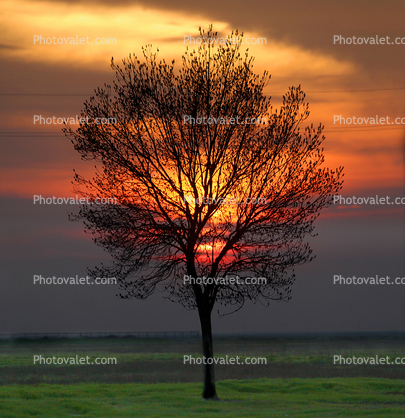 Tree in the Sunset, Clouds, Allensworth