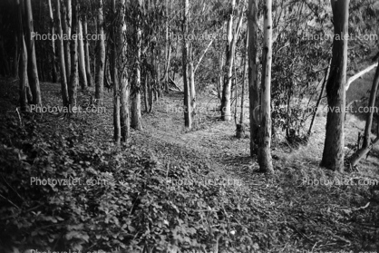 Trees, Woodland, Forest, hobbit path