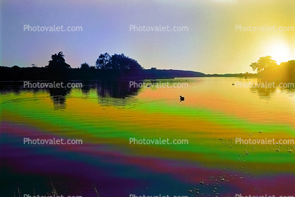 Psychedelic Lagoon, sunset, water, duck, psyscape