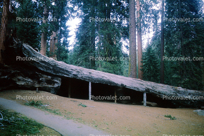 Centennial Stump, Diameter - 24 feet, Giant sequoia (Sequoiadendron giganteum), 1950s