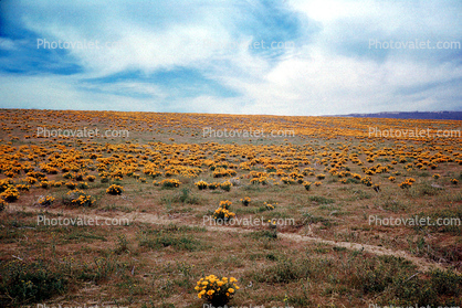 Flowery Landscape, Field of Flowers