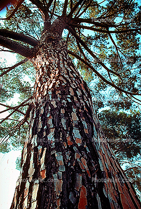 Tree Bark, tall