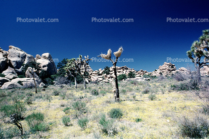 Joshua Tree (Yucca brevifolia), Monocot, Asparagales, Asparagaceae, Agavoideae, Angiosperms