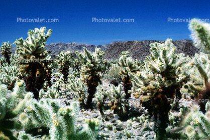 Cholla Cactus Garden, Mountains, Forest