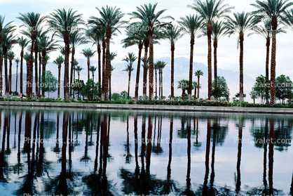 lake, reflecting palm trees, water, Palm Springs