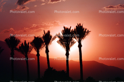 Palm Trees and a Sunset, Palm Springs