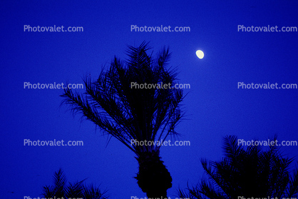 Palm Trees and the Moon, Palm Springs