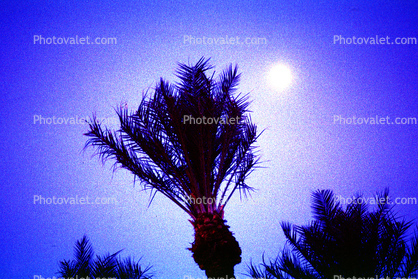 Palm Trees and the Moon, Palm Springs