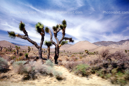 Joshua Tree (Yucca brevifolia), Monocot, Asparagales, Asparagaceae, Agavoideae, Angiosperms