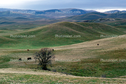 Rolling Hills, mountains, tree, grazing cows