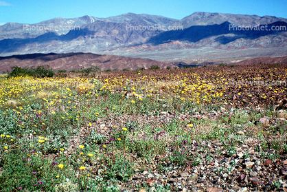 Desert, Field of Flowers, mountain, hills, valley