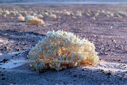 Creosote bush, Death Valley National Park