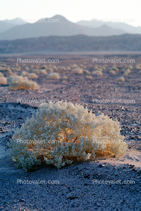 Creosote bush, Death Valley National Park