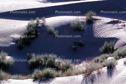 Sand Dunes, texture, sandy, bush