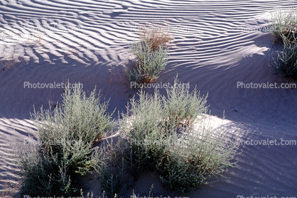 Sand Dunes, texture, sandy, bush