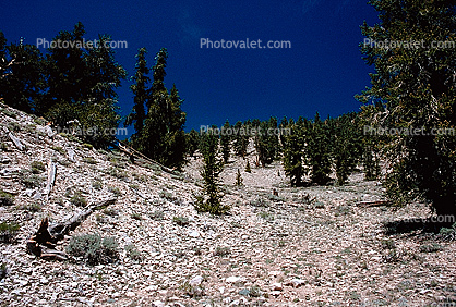Bristlecone Pines Forest