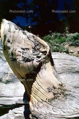 Bristlecone Pine Tree, (Pinus longaeva), Wood Texture