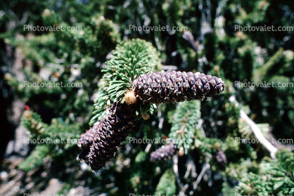 Pine Cones, (Pinus longaeva), Purple
