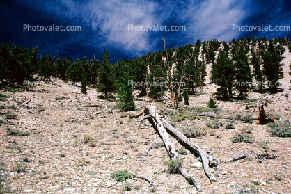 Bristlecone Pines State Park, (Pinus longaeva)