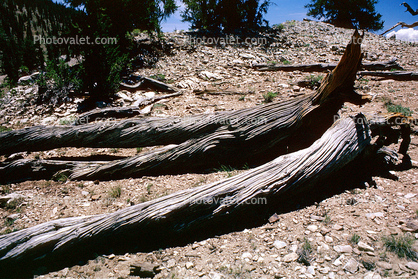 Gnarled Tree, dry, desiccated, wood texture, (Pinus longaeva)