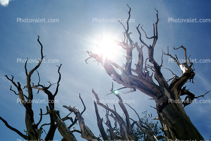 Gnarled Trees, dry, desiccated, (Pinus longaeva), Sun