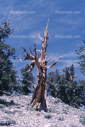 Gnarled Trees, dry, desiccated, twisted, twistree, (Pinus longaeva)