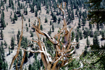 Gnarled Twisted Trees, dry, desiccated, twistree, wood texture, (Pinus longaeva)