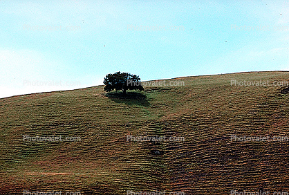 lone oak tree on a hill, terraced cow paths