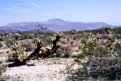 Cholla Cactus Garden, Joshua Tree National Monument