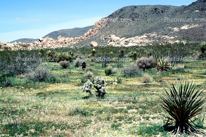 Joshua Tree National Monument