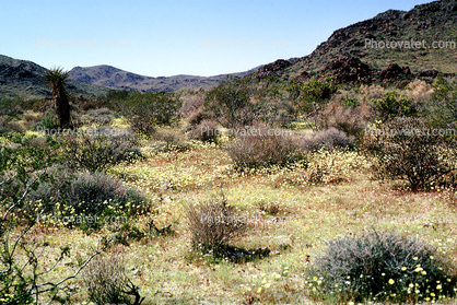Yellow Desert Flowers, Field of Flowers, mountain, hills, valley