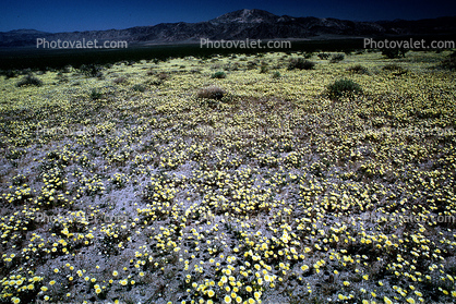 Yellow Desert Flowers, fields