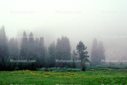 Meadow, Forest of Sequoia Trees in the Fog