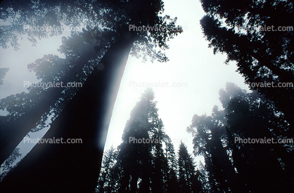 Giant sequoia (Sequoiadendron giganteum), looking-up
