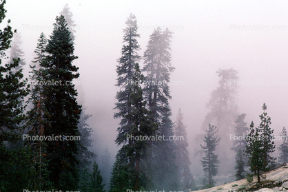 Trees in the misty fog