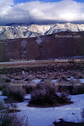 Creosote Bush, shrub, Mountain Range, snow, Owens Valley, Benton