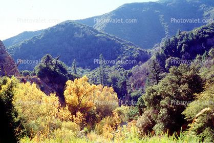 Autumn Trees, hills, Ojai, Ventura County