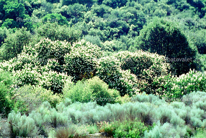 Bushes, Vegetation