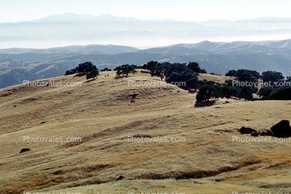 Priest Valley, Monterey County, hills, scrub, prairie, woodlands, near Coalinga